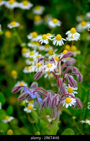 Camomilla blu (Matricaria chamomilla) Foto Stock