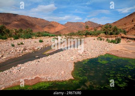 Oasi fluviale nelle Antiatlas a nord di Foum Zguid Marocco Foto Stock