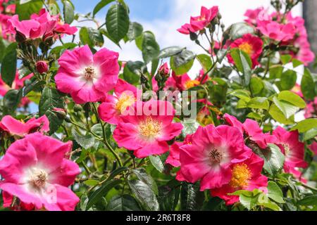 Rose rampolanti su un arco di legno, visto contro un cielo soleggiato. Rosa e colorato e uno spettacolo all'inizio dell'estate. Foto Stock
