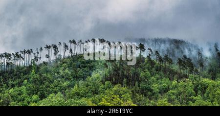 Paesaggio nebbioso con alberi vicino a Levanto la Spezia in Italia Foto Stock