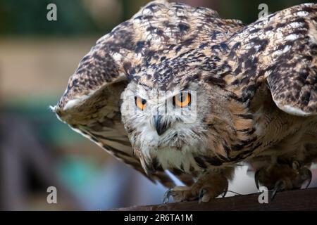 Eurasian Eagle-Owl (Bubo bubo) preparazione per il volo Foto Stock