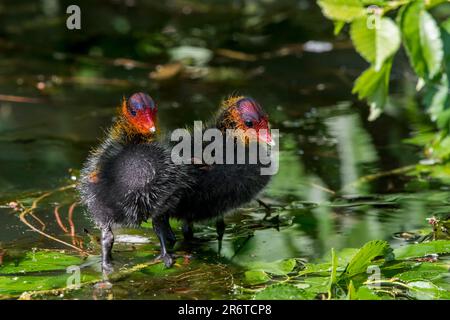 Coca eurasiatica / Coca comune (Fulica atra) due pulcini che riposano in palude / palude in primavera Foto Stock