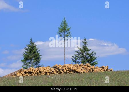 Deforestazione che mostra un enorme mucchio di tronchi di alberi in foresta di conifere con alcuni pini rimanenti, Vlessart, Ardenne belghe, Belgio Foto Stock