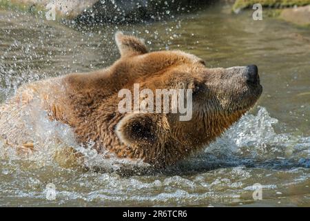 Primo piano dell'orso bruno europeo in bagno (Ursus arctos) che scuote la testa asciutta nello stagno Foto Stock