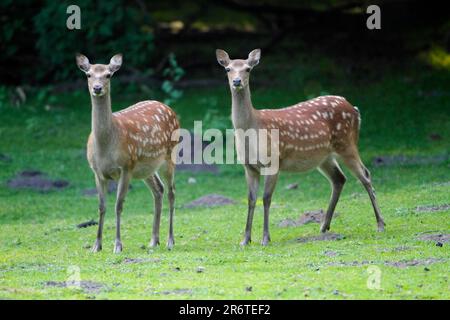 Dybowski Sika Deer (Cervus nippon), femmine Foto Stock