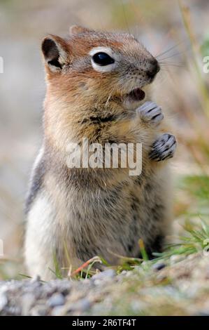 Parco Nazionale di Banff, Alberta (Citellus lateralis), gopher dal mantello dorato (Spermophilus lateralis), pippunk dalle strisce dorate, Canada Foto Stock