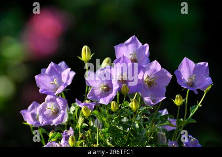 Fiore di campanaria, fiore di campanula, fiore di campanula, fiore di campanula (Campanula carpatica), fiore di campanula Foto Stock