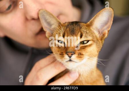 Piccolo gattino della razza Abissiniana seduto sulle mani del proprietario. Gattino divertente e soffice in pelliccia a casa. Carino pussycat rosso bruno grazioso dell'animale domestico con le orecchie grandi. Foto Stock