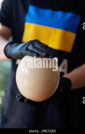 Un grande uovo di struzzo nelle mani di uno chef, indossando guanti neri, la bandiera dell'Ucraina su una T-shirt. Messa a fuoco selettiva morbida. Foto Stock