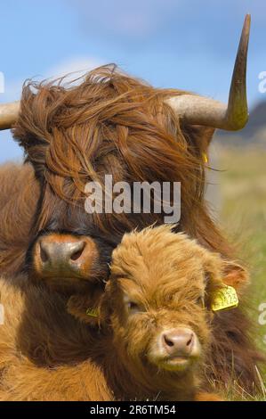 Bestiame scozzese delle Highland, mucca con vitello, Scozia, vitello, etichette auricolari Foto Stock