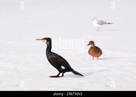 Grande cormorano (Phalacrocorax carbo), mallard (Anas platyrhynchos) e gabbiano a testa nera (Larus ridibundus), Schleswig-Holstein, a testa nera Foto Stock