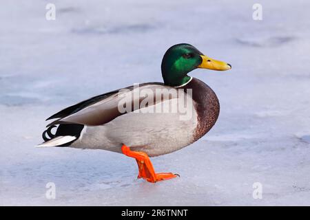 Mallard (Anas platyrhynchos), drake, Schleswig-Holstein, laterale, rilasciabile, Germania Foto Stock