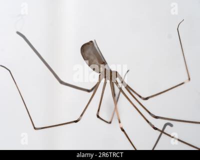 Cantina marrone o ragno a zampe lunghe papà, Pholcus phalangioides Foto Stock