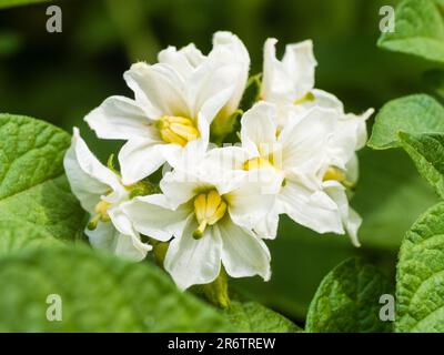 Fiori bianchi della prima patata precoce, Solanum tuberosum, Duca di York Foto Stock