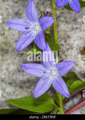 Stella come i fiori blu del campanule, Campanula poscharskiana, che cresce contro un muro Foto Stock