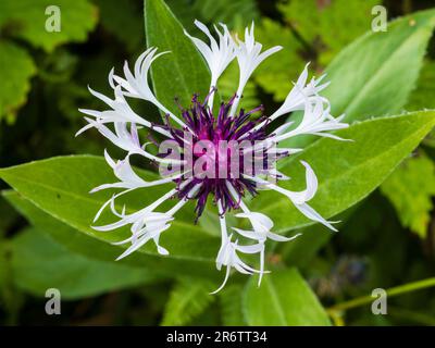 Petali viola al centro e ai raggi bianchi del duro perenne bluet, Centaurea montana "Ametista nella neve" Foto Stock
