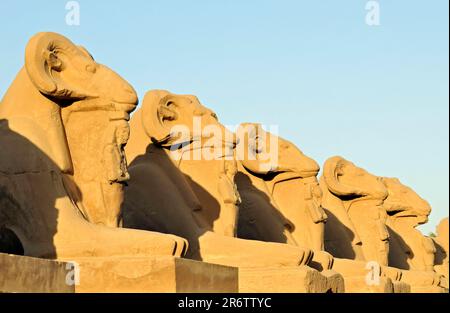 Testa di RAM (Sphinx (genere) ) en vicolo, zona di Amun-Re, complesso del tempio di Karnak, vicino a Luxor, testa di RAM en, Testa di RAM, Egitto Foto Stock