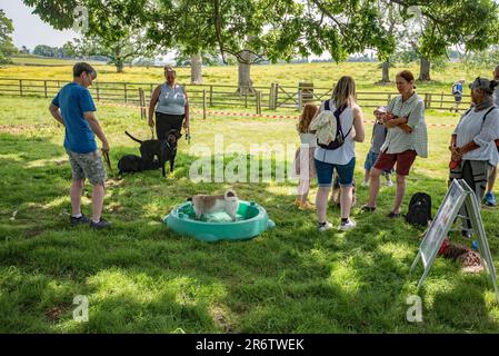 Bagno d'acqua rinfrescante per i cani che assistono all'agilità e/o allo spettacolo di cani al Cappelside Farm, Rathmell, North Yorkshire. Foto Stock