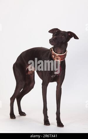 Greyhound italiano, maschio, piccolo Levriero italiano, colletto, colletto Greyhound Foto Stock