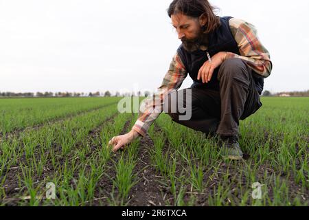 Il contadino tocca il grano giovane nel campo con la mano. Foto Stock