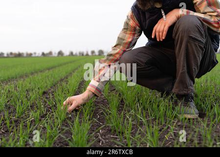 Il contadino tocca il grano giovane nel campo con la mano. Foto Stock