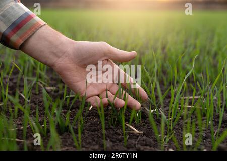 Il contadino tocca il grano giovane nel campo con la mano. Foto Stock