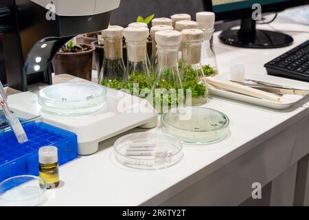 Grano crescente e fagioli nel laboratorio. Tecnologie intelligenti in agricoltura. Foto Stock