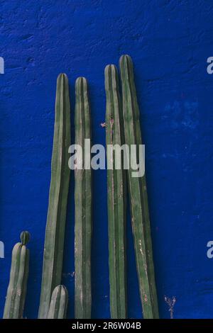 Un'astrazione ipnotica cattura l'essenza del contrasto mentre un cactus verde vibrante emerge audacemente contro una parete blu. Una sinfonia visiva di colori, Foto Stock