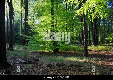 Foresta decidua, Parco Naturale di Hohe Mark, Renania settentrionale-Vestfalia, Germania Foto Stock