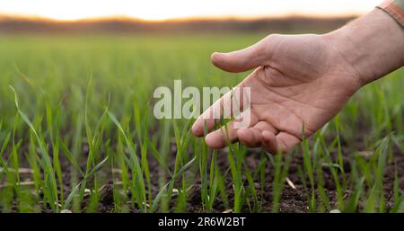 Il contadino tocca il grano giovane nel campo con la mano. Foto Stock