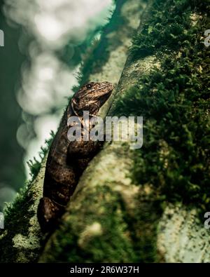 La lucertola costaricana arroccata su un albero, si fonde con i suoi dintorni verdeggianti. Il mimetizzazione della natura e la vivace biodiversità in mostra nel tropicale Foto Stock