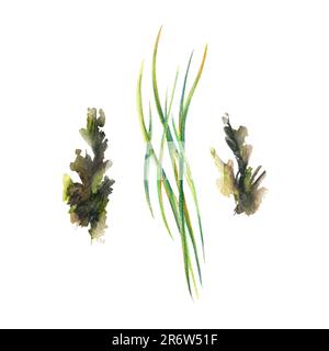 Lame verdi di erba e muschio di foresta marrone e verde. Illustrazione acquerello, disegnata a mano. Oggetti isolati su sfondo bianco. Foto Stock