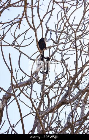 Piccola scimmia urlatrice dorata (Alouatta palliata palliata) che sale attraverso l'albero fino a sua madre in Nicaragua Foto Stock