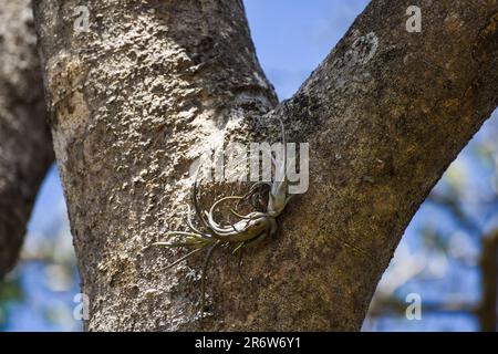 Tillandsia (pianta aerea), una specie epifitica, che cresce su piante ospiti nella foresta pluviale tropicale equatoriale in Nicaragua vicino a San Juan del Sur Foto Stock