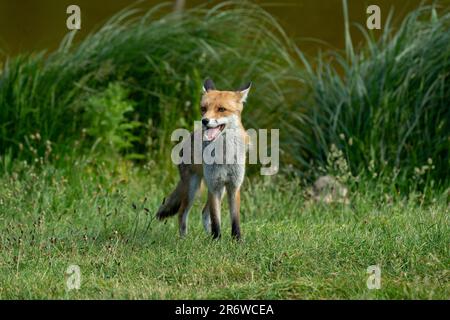 Brentwood, Regno Unito. 11th giugno, 2023. fox out caccia durante una calda giornata di sole dopo le anatre su Shenfield comune stagno credito: Richard Lincoln / Alamy Live News Foto Stock