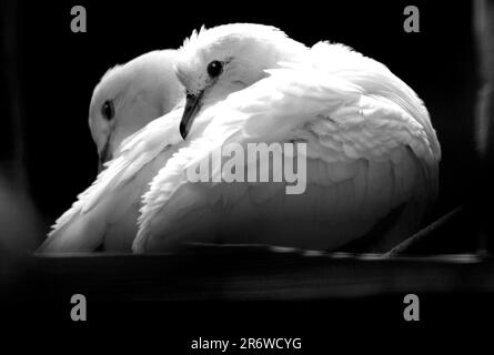 PICCIONI IMPERIALI PIED, BIRDWORLD, FARNHAM, SURREY. PIC MIKE WALKER 2023 Foto Stock