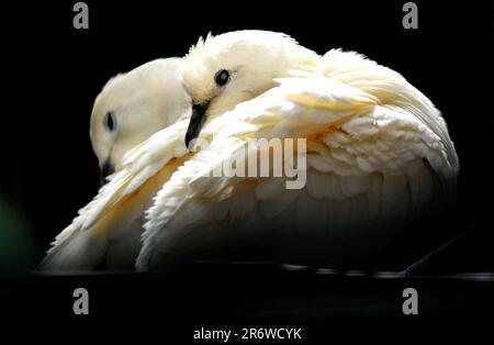 PICCIONI IMPERIALI PIED, BIRDWORLD, FARNHAM, SURREY. PIC MIKE WALKER 2023 Foto Stock