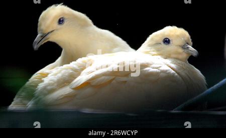 PICCIONI IMPERIALI PIED, BIRDWORLD, FARNHAM, SURREY. PIC MIKE WALKER 2023 Foto Stock