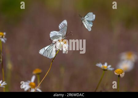 Tre farfalle bianche con venature nere (Aporia crataegi) intorno ad un grande fiore marginoso. Foto Stock