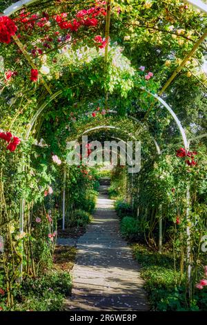 Arco di rosa con varie rose in fiore Foto Stock