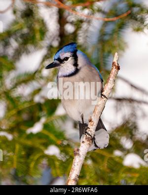 Vista frontale del profilo Blue Jay, appollaiato su un ramo di betulla con uno sfondo di foresta sfocato nel suo ambiente e habitat circostante. Foto Stock