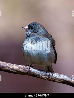 Vista frontale del profilo Junco, appollaiata con un ramo con fondo marrone morbido nell'ambiente e nell'habitat circostante, Foto Stock