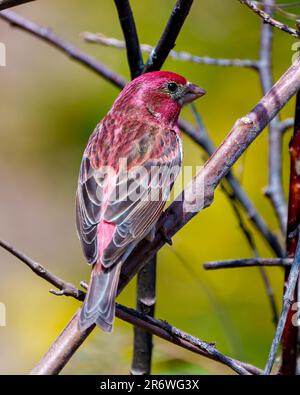 Finch maschio primo piano vista posteriore, arroccato su un ramo che mostra piumaggio di colore rosso con uno sfondo sfocato nel suo ambiente e habitat. Viola Finch. Foto Stock