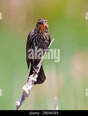 Vista frontale di Blackbird con alette rosse, appollaiata su un ramo con sfondo colorato nel suo ambiente e habitat circostante. Foto Stock