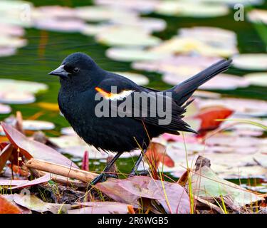 Blackbird rosso-alato maschio primo piano vista laterale, in piedi su giglio d'acqua imbottiture in acqua e godere del suo ambiente e habitat circostante. Foto Stock