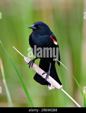 Blackbird rosso-alato maschio primo piano vista frontale, arroccato su una cattaglia con sfondo verde nel suo ambiente e habitat circostante. Foto Stock