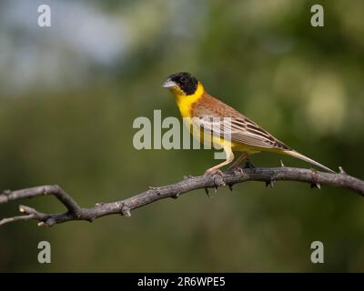 Bunting testa nera, Emberiza melanocephala, maschio singolo su ramo, Bulgaria, giugno 2023 Foto Stock