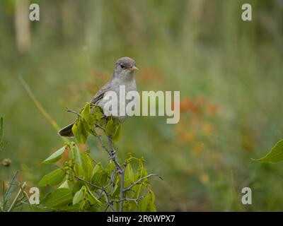 Eastern olivaceous Warbler, Iduna pallida, Single Bird on Branch, Bulgaria, giugno 2023 Foto Stock