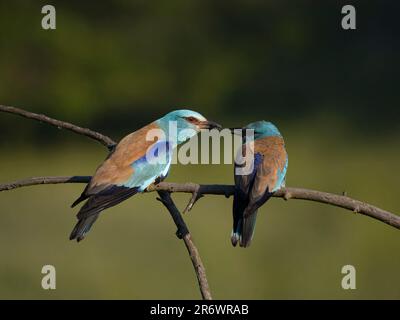 European Roller, Coracias garrulus, due uccelli sul ramo, Bulgaria, giugno 2023 Foto Stock