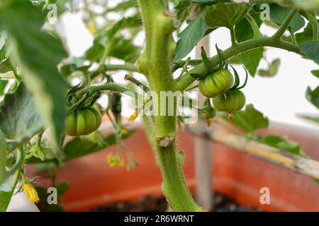 Pianta di pomodoro con pomodori verdi in piena crescita, concetto di giardinaggio urbano Foto Stock